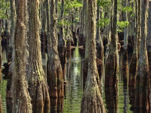 Swamp Path